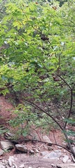 Ungnadia speciosa