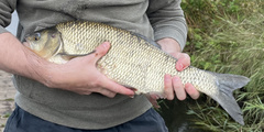 Leuciscus idus