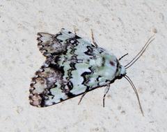 Bamra marmorifera