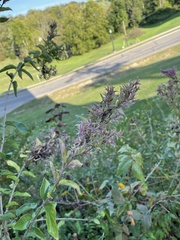 Hyadaphis passerinii