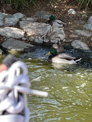 Anas platyrhynchos