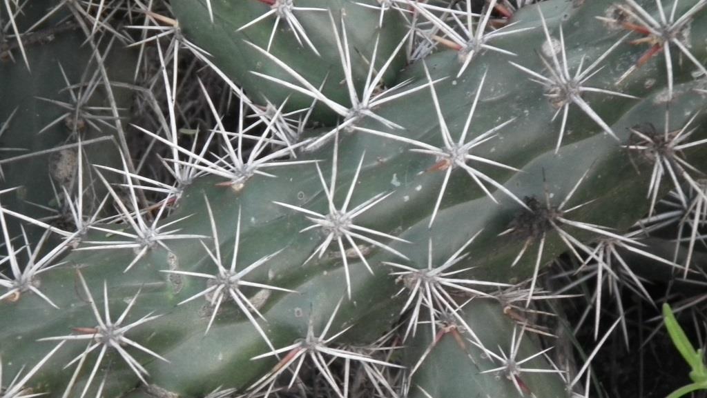 Harrisia tortuosa