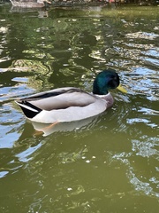 Anas platyrhynchos
