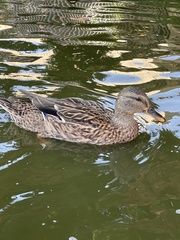 Anas platyrhynchos