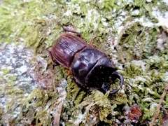Geodorcus helmsi