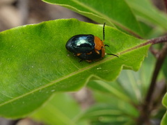 Lamprolina simillima
