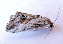 Evergestis simulatilis