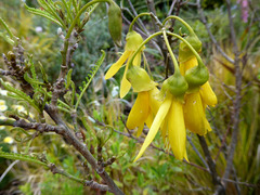 Sophora longicarinata