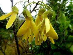 Sophora longicarinata