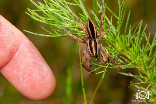 Dotted Wolf Spider