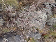 Artemisia messerschmidtiana