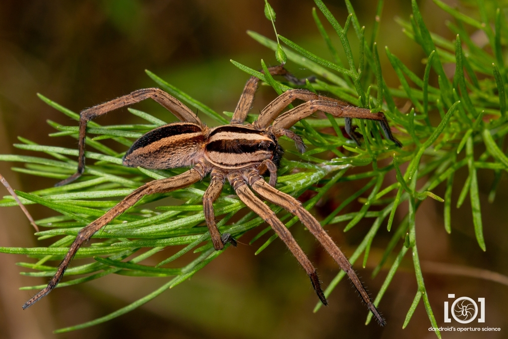 Dotted Wolf Spider