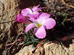 Oxalis stokoei