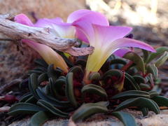 Oxalis stokoei