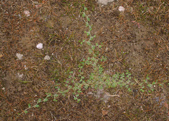 Lobelia perpusilla