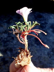 Oxalis stokoei