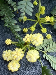 Acacia pentadenia