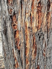 Eucalyptus sparsifolia