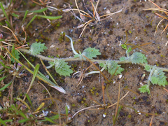 Lobelia perpusilla