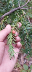 Taxus globosa