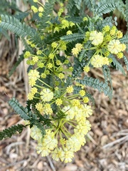 Acacia pentadenia