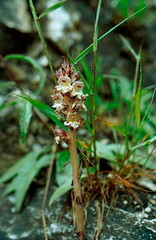 Orobanche reticulata