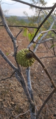 Annona monticola