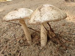 Amanita murrilliana