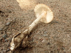 Amanita murrilliana