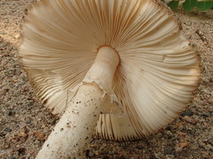 Amanita murrilliana