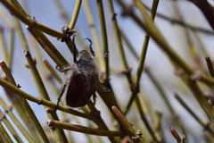 Paracotalpa granicollis