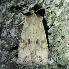 Lithophane patefacta