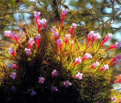 Narrowleaf airplant