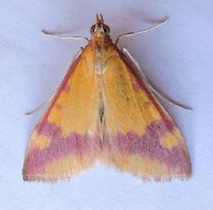 Pyrausta scurralis