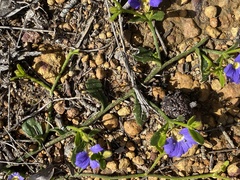 Scaevola calliptera