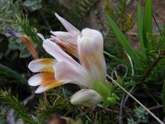Freesia caryophyllacea