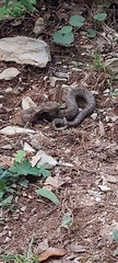 Crotalus morulus