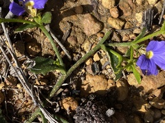 Scaevola calliptera