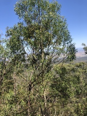 Codonocarpus attenuatus