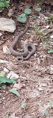 Crotalus morulus