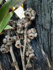 Eucalyptus sparsifolia