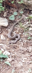 Crotalus morulus