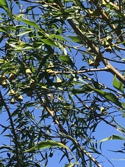 Codonocarpus attenuatus