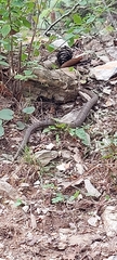 Crotalus morulus