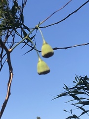 Codonocarpus attenuatus