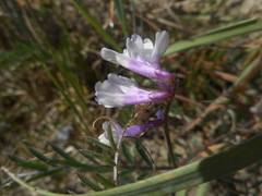 Vicia villosa pseudocracca
