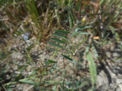 Vicia villosa pseudocracca
