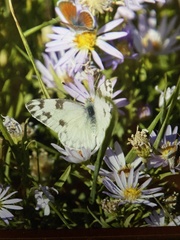Pontia occidentalis