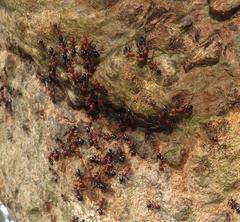 Atopomyrmex mocquerysi
