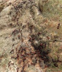 Atopomyrmex mocquerysi